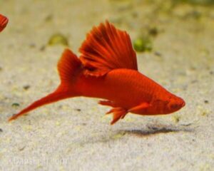 Swordtail Red