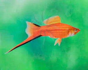 Swordtail Red Comet