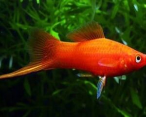 Swordtail Red Eye Assorted