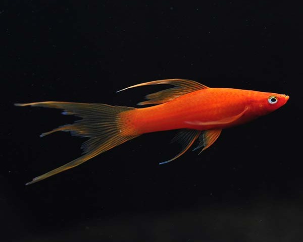 SWORDTAIL-RED-HI-FIN-LAYER-TAIL-1.jpg Swordtail Red Hi-Fin Layer Tail