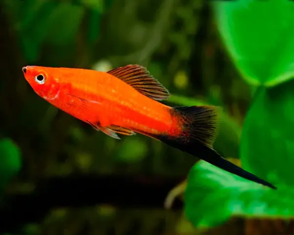 SWORDTAIL-RED-WAGTAIL-1.webp Swordtail Red Wagtail