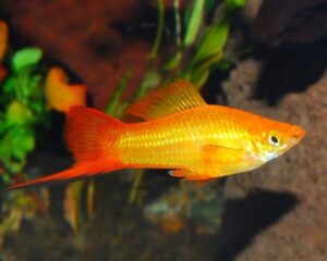 Swordtail Sunset