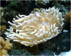 Sand Anemond Yellow (RADIANTHUS SIMPLES)