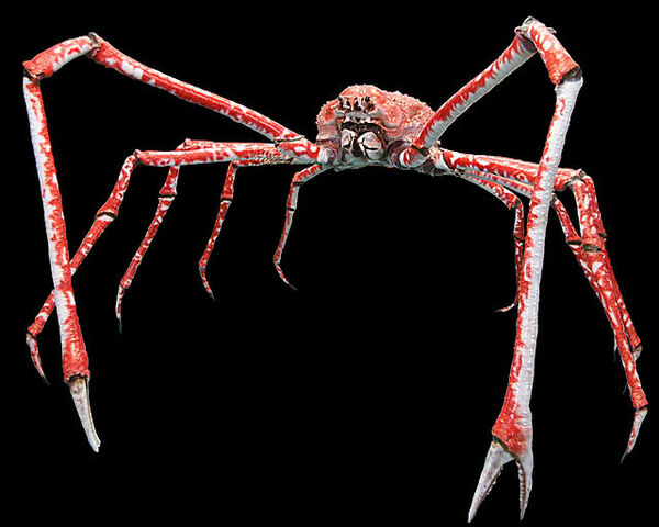 Spider Crab (DARDANUS SP SPIDER)