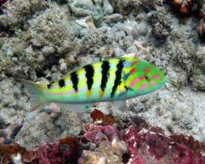Striped Wrasse (THALASSOMA HARDWICCII)