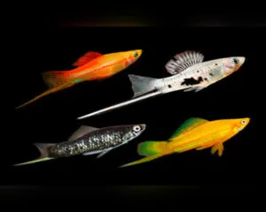 Swordtail Assorted