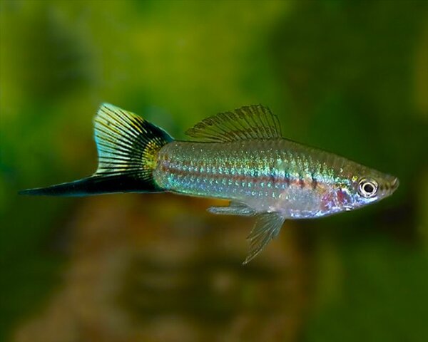 Swordtail Green Wagtail