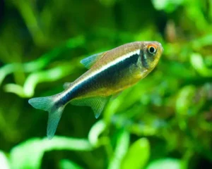 Tetra Black Neon (Hyphessobrycon herbertaxelrodi)