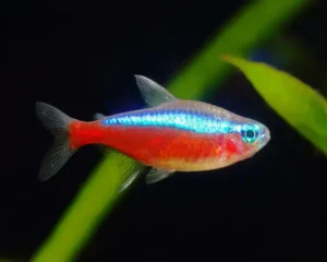 Tetra Cardinal (Paracheirodon axelrodi)
