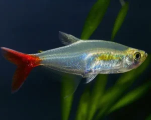 Tetra Glass Blood Fin (Prionobrama filigera)