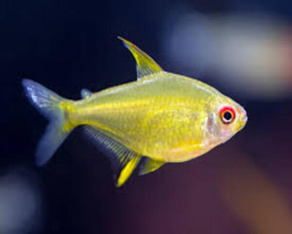 TETRA-LEMON-1.jpg Tetra Lemon (Hyphessobrycon pulchripinnis)