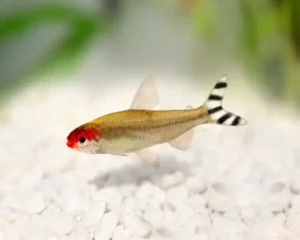 Tetra Rami Nose (Hemigrammus rhodostomus)