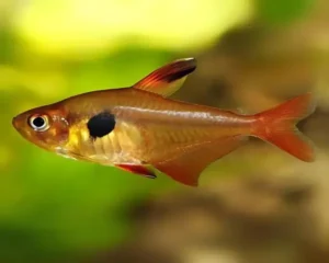 Tetra Red Phanthon  (Hyphessobrycon sweglesi)