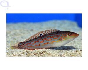 Timor Wrasse (ANAMPSES TIMORENSIS)