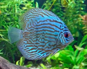 Turquoise Blue Discus