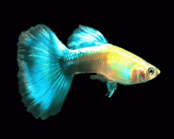 TURQUOISE-BLUE-GUPPY-MALE-1.webp Turquoise Blue Guppy (Male)