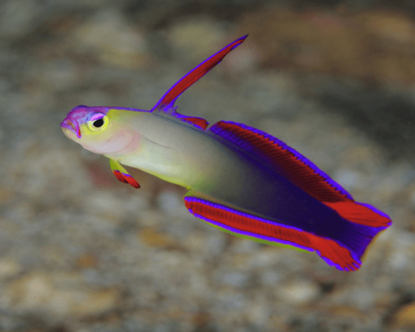 VIOLET-GOBY-Male-fish-1.jpg Violet Goby (NEMATELEOTRIS DECORA - Male Fish)