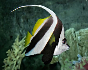 White Banner (HENIOCHUS ACUMINATUS)