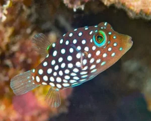 White Spotted Toby (CANTHIGASTER JACTATOR)
