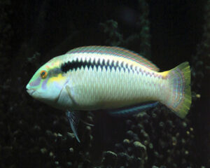 White Wrasse (HALICHOERES SCAPULATIS)
