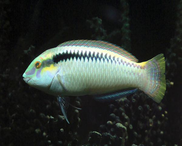White Wrasse (HALICHOERES SCAPULATIS)