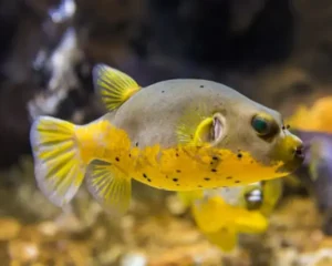 Yellow Belly Puffer (ATOTHRON STELLATUS/ YELLOW)