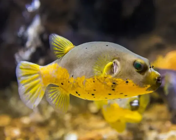 YELLOW-BELLY-PUFFER-1.webp Yellow Belly Puffer (ATOTHRON STELLATUS/ YELLOW)