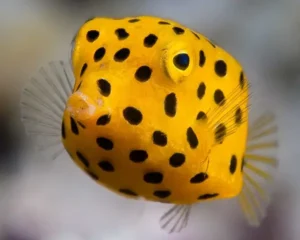 Yellow Boxfish (OSTRACION CUBICUS)