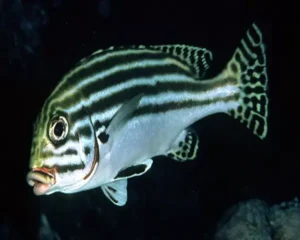 Yellow Gaterin (GATERIN DIAGRAMMUS)