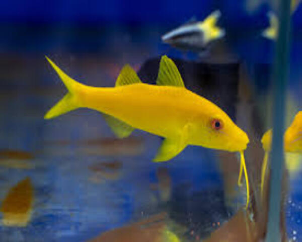 YELLOW-GOATFISH-1.jpg Yellow Goatfish (PARUPENEUS CYCLOSTOMUS)