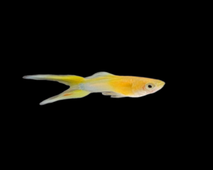 Yellow Layertail Guppy (Male)