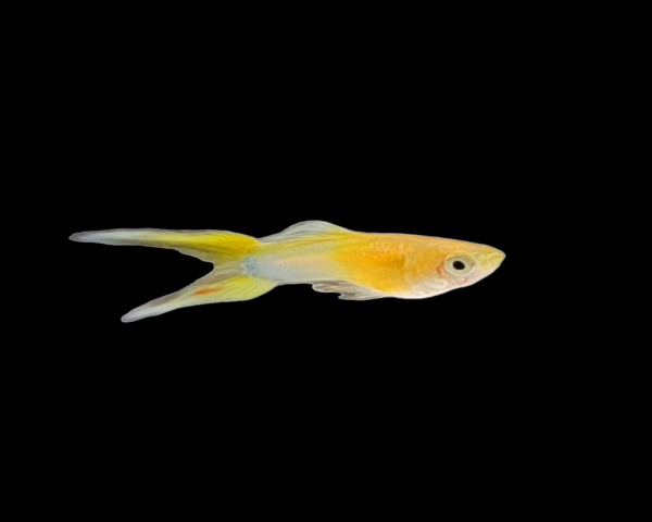 Yellow Layertail Guppy (Male)