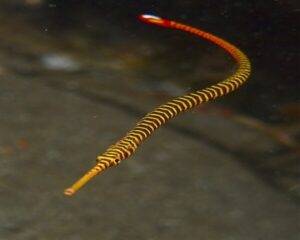 Yellow Pipe Fish (SYNGNATHUS SPECCIS YELLOW)