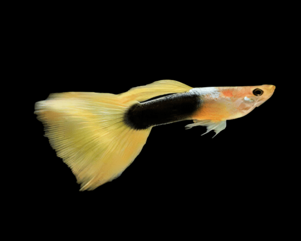 Yellow Tuxedo Guppy (Male)
