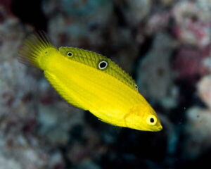 Yellow Wrasse / Coris (HALICHOERES TRISPLLUS/C.FLAVESE)