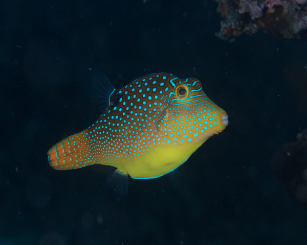 Yellow-Puffer-Canthigaster-solandri-1.jpg Yellow Puffer (Canthigaster solandri)
