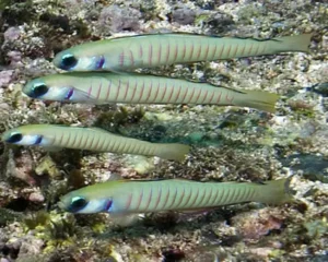 Zebra Goby (POGONOCULLUS ZEBRA)