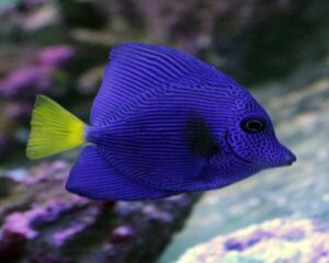 Purple Tang (ZEEBRASOMA XANTHURUM)