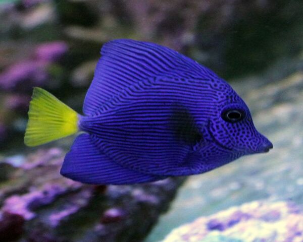 PURPLE TANG (ZEEBRASOMA XANTHURUM) Purple Tang (ZEEBRASOMA XANTHURUM)
