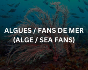 Abudef (ABUDEFDUF SAXATILIS)