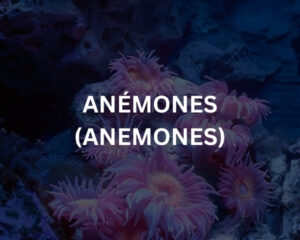 Abudef (ABUDEFDUF SAXATILIS)