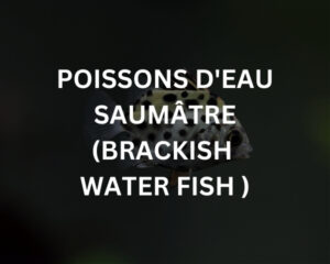 Abudef (ABUDEFDUF SAXATILIS)