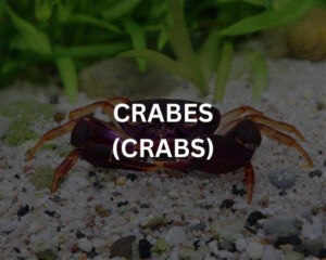 Abudef (ABUDEFDUF SAXATILIS)