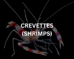 Abudef (ABUDEFDUF SAXATILIS)
