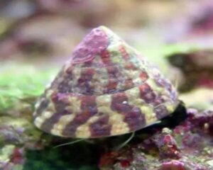 Snail – Banded Trochus (TROCHUS SP.)