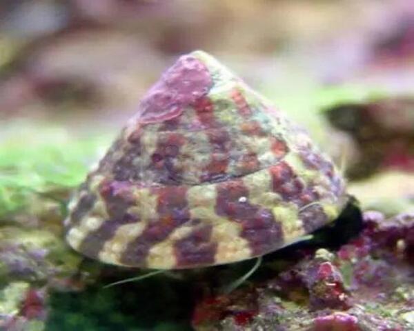 snail Snail – Banded Trochus (TROCHUS SP.)