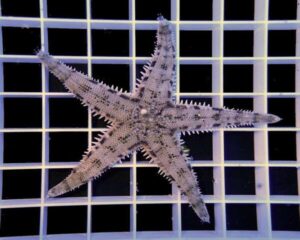 Sand Sifting Sea Star (ASTROPECTEN POLYACANTHUS)