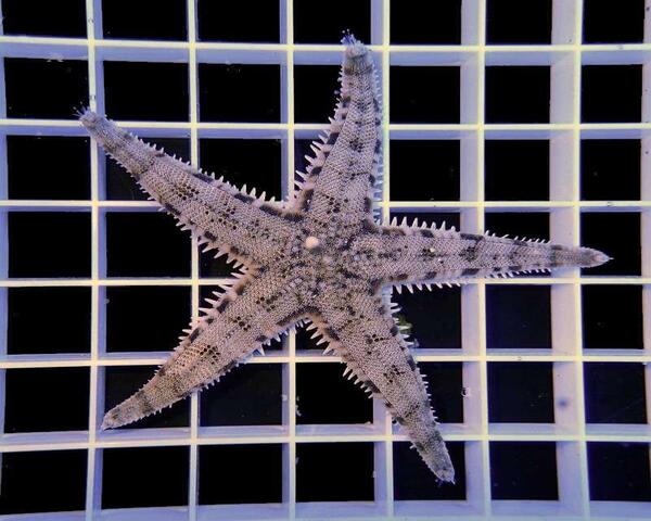 star-fish Sand Sifting Sea Star (ASTROPECTEN POLYACANTHUS)