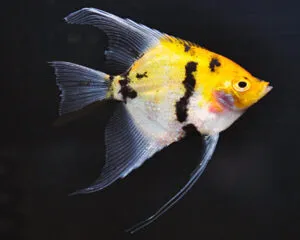 Angel Golden Blushing