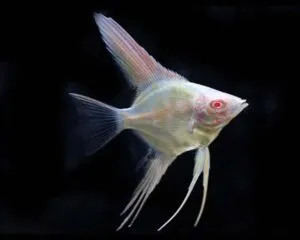 Angel Red Eyed
